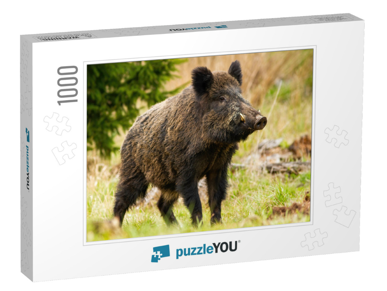 Dominant Wild Boar, Sus Scrofa, Male Sniffing with Massiv... Jigsaw Puzzle with 1000 pieces