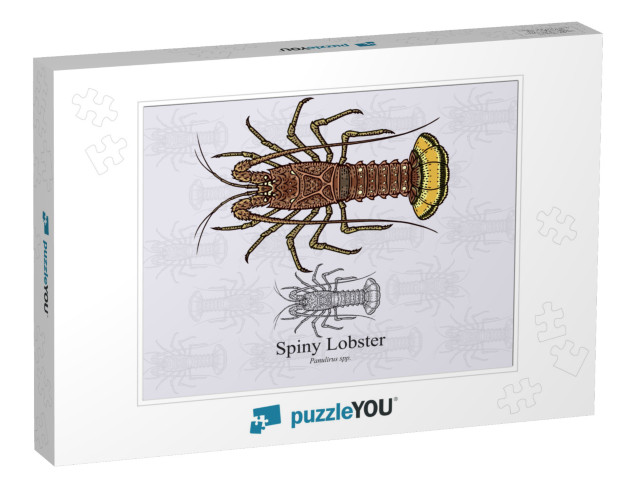 Spiny Lobster. Vector Illustration with Refined De... Jigsaw Puzzle