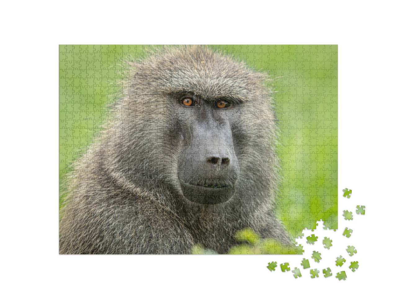 Olive Baboon in Kenya, East Africa Close-Up Head & Should... Jigsaw Puzzle with 1000 pieces