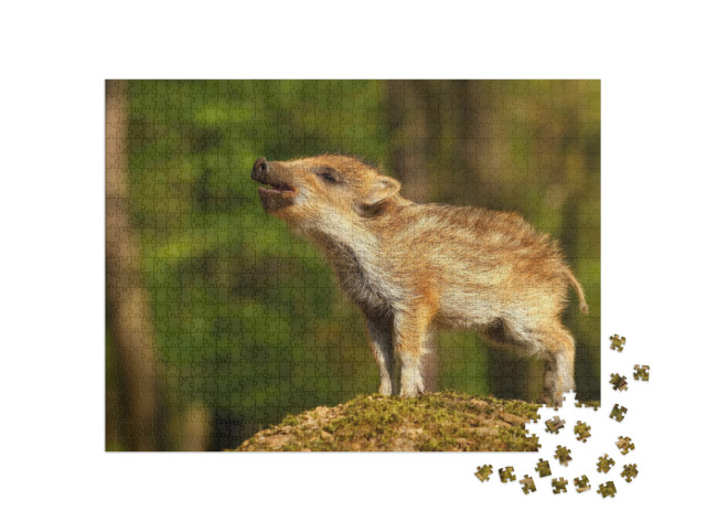 Nice Baby Wild Boar... Jigsaw Puzzle with 1000 pieces