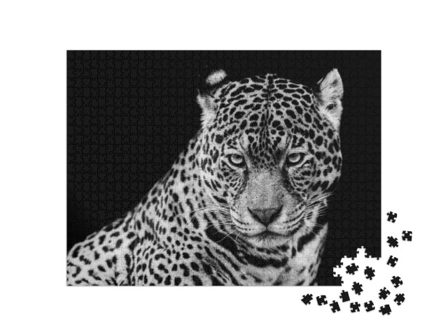 Jaguar with a Black Background in B&W... Jigsaw Puzzle with 1000 pieces