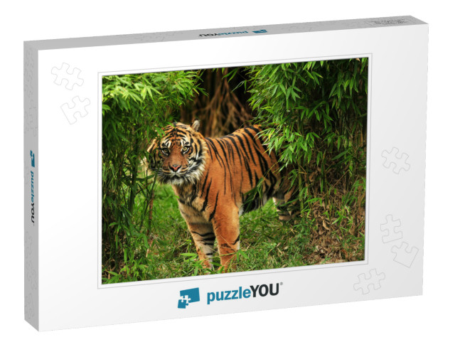 Scary Looking Male Royal Bengal Tiger Staring Towards the... Jigsaw Puzzle