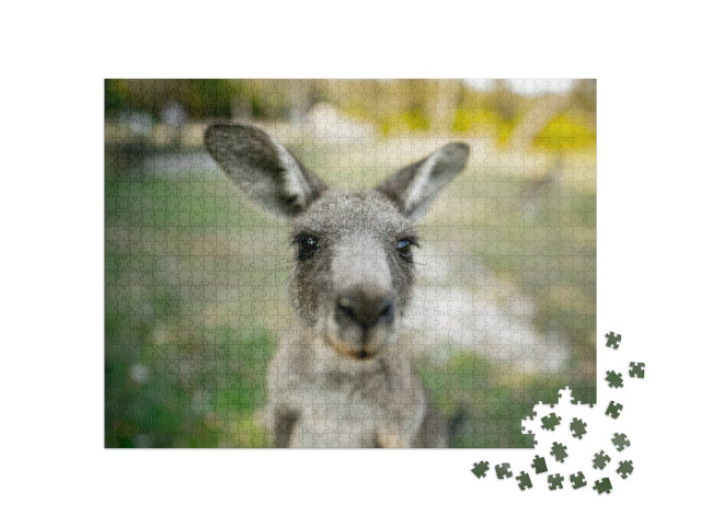 Close Up of a Kangaroo Looking Directly At the Camera... Jigsaw Puzzle with 1000 pieces