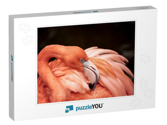 Flamingo Neck Twisting & Wing Feathers... Jigsaw Puzzle