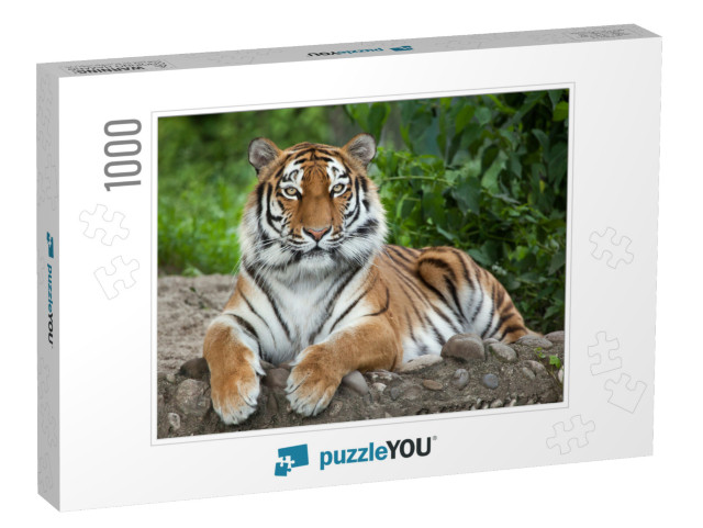 Siberian Tiger Panthera Tigris Altaica, Also Known as the... Jigsaw Puzzle with 1000 pieces