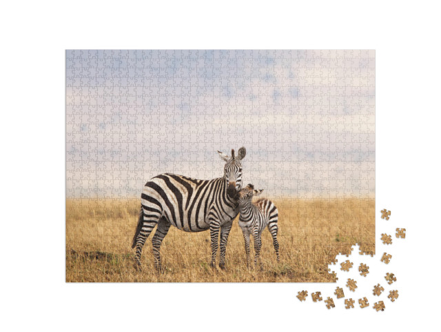 Burchells or Plains Zebra in Tanzania... Jigsaw Puzzle with 1000 pieces