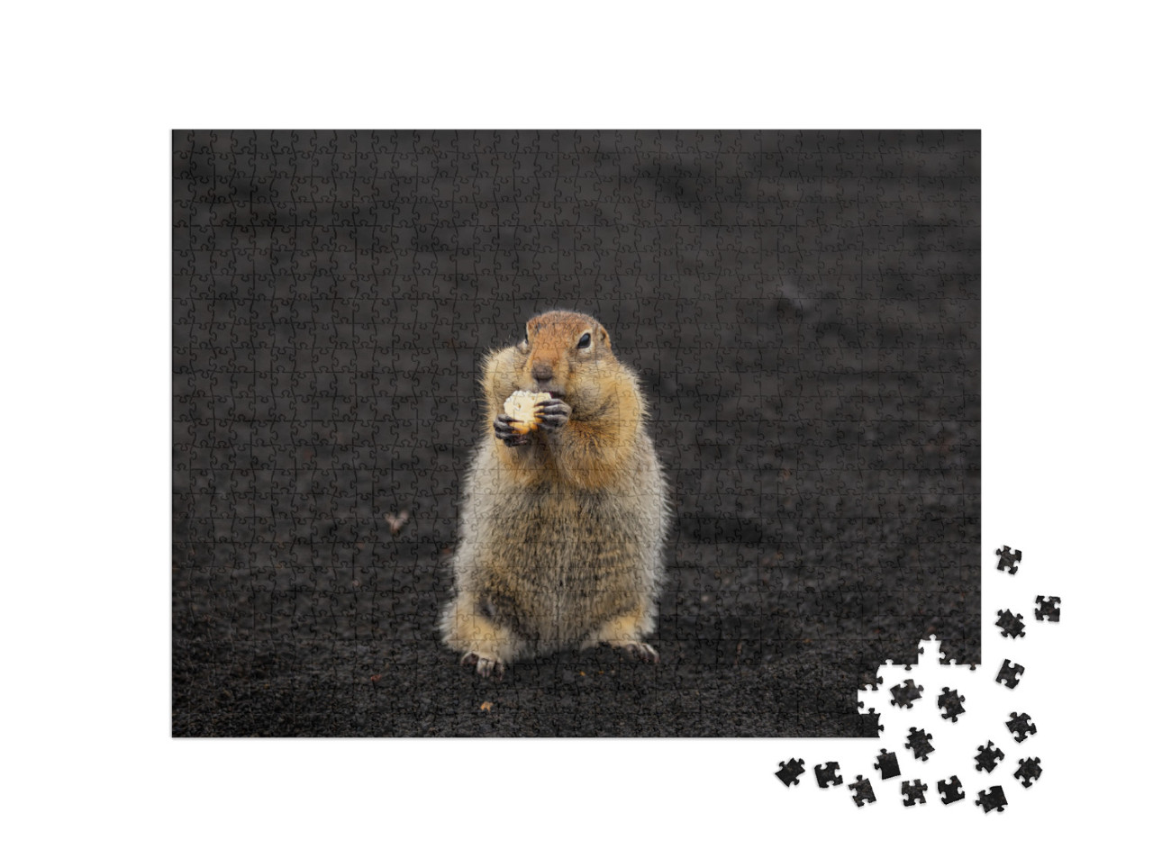 A Charming Gopher Stands on Volcanic Sand & Looks Directl... Jigsaw Puzzle with 1000 pieces