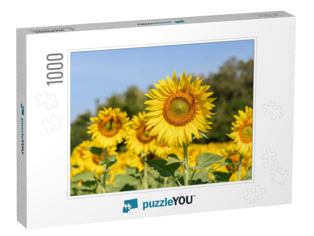 Beautiful Sunflower in Sunflower Field on Summer with Blu... Jigsaw Puzzle with 1000 pieces