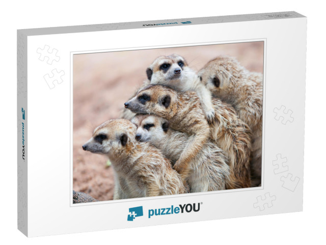 Group Hug Meerkat Standing on a Rainy Day Because of Cold... Jigsaw Puzzle