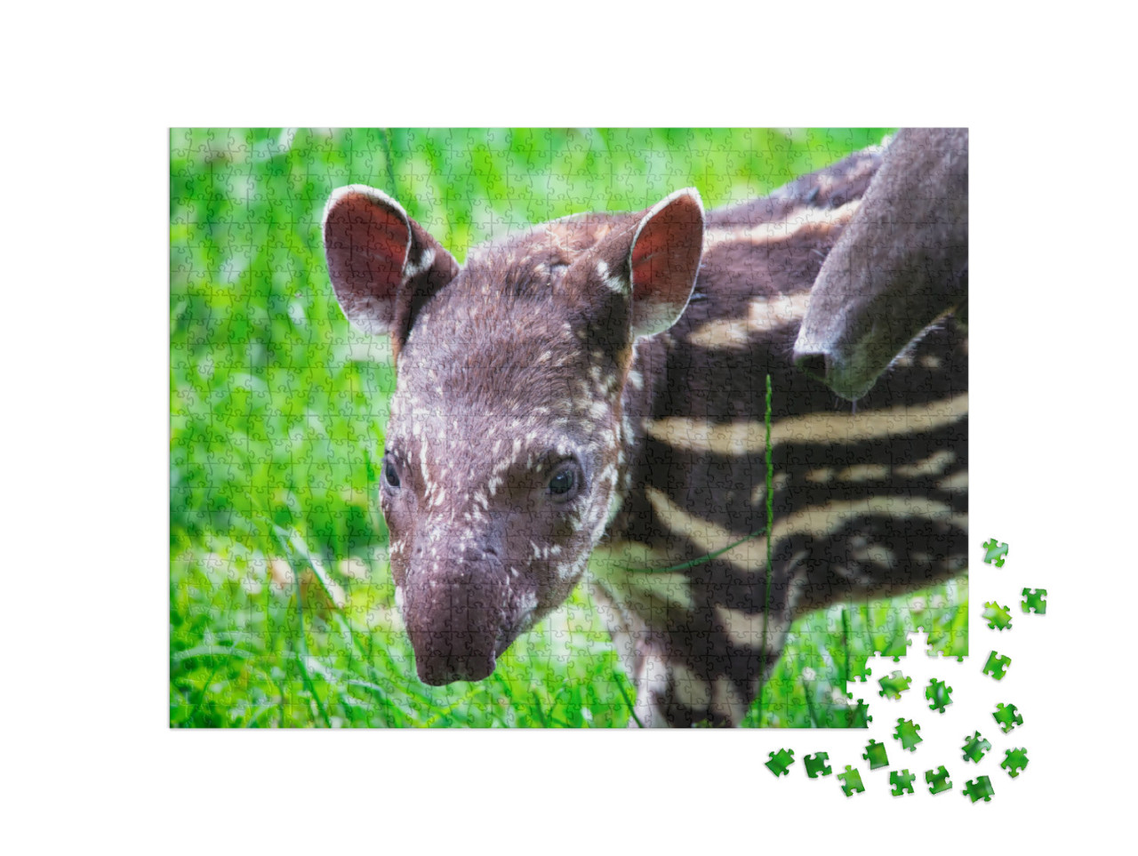 Nine Days Old Baby of the Endangered South American Tapir... Jigsaw Puzzle with 1000 pieces