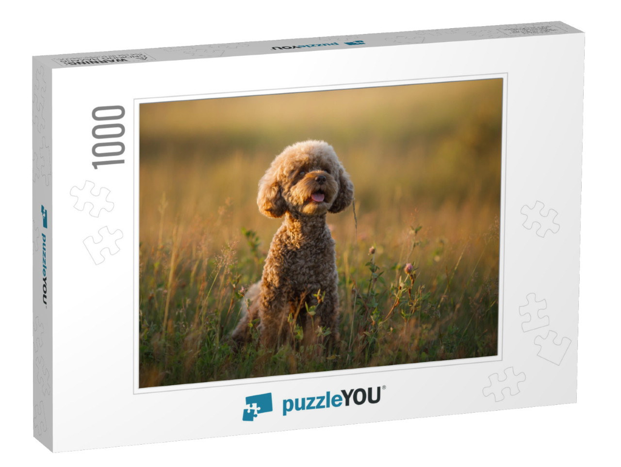 Miniature Chocolate Poodle on the Grass. Pet in Nature. C... Jigsaw Puzzle with 1000 pieces