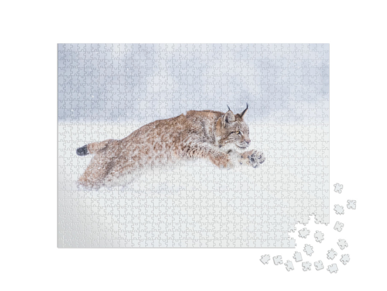 Young Eurasian Lynx on Snow. Amazing Animal, Running Free... Jigsaw Puzzle with 1000 pieces