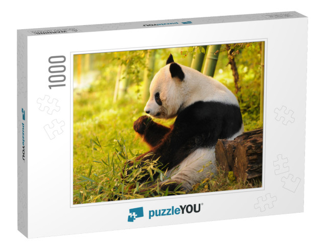 Big Panda Sitting on the Forest Floor Eating Bamboo... Jigsaw Puzzle with 1000 pieces