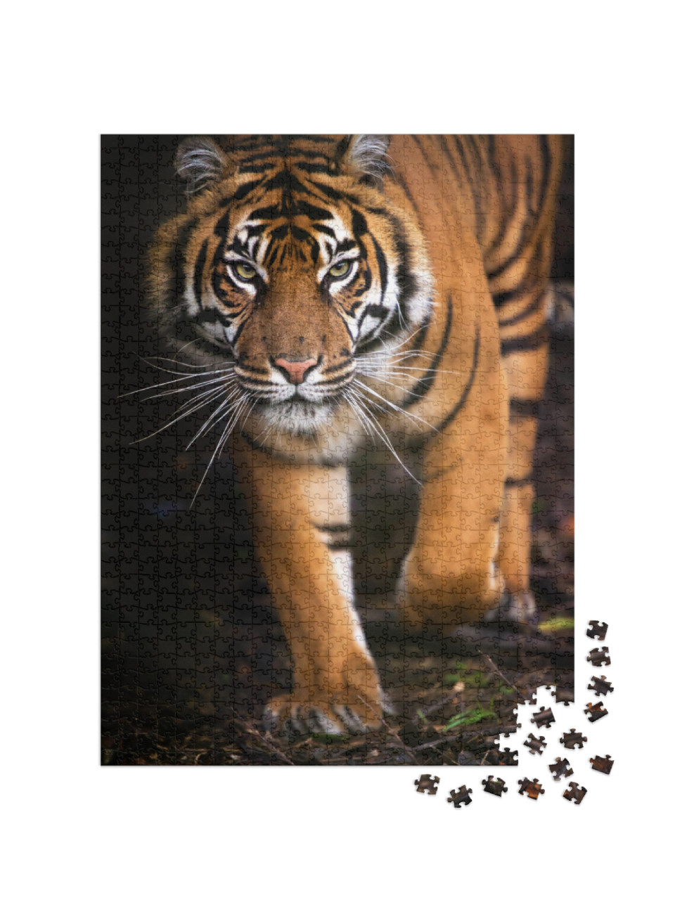 Young Sumatran Tiger Walking Out of Shadow/Tiger... Jigsaw Puzzle with 1000 pieces