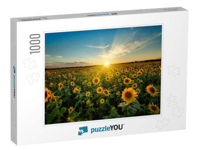 Beautiful Sunset Over Sunflower Field... Jigsaw Puzzle with 1000 pieces