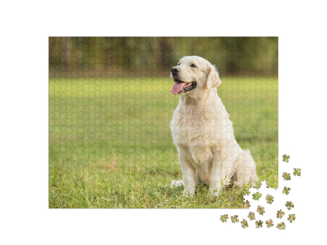 Beauty Golden Retriever Dog in the Park... Jigsaw Puzzle with 1000 pieces