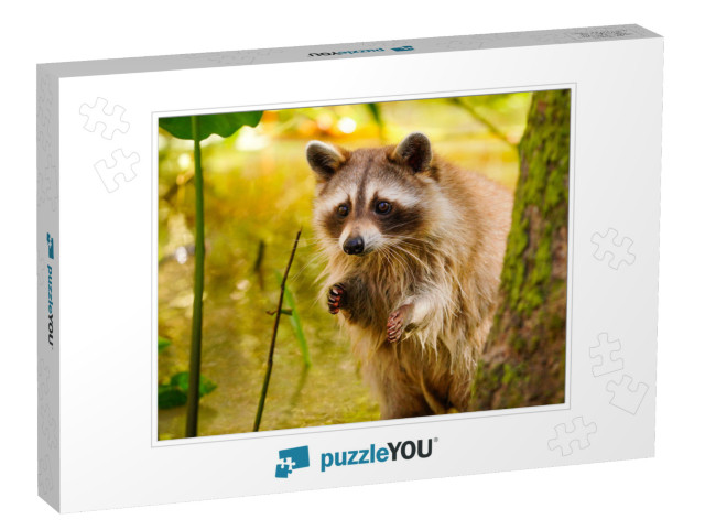 Rare Blonde Raccoon in a Swamp in Louisiana... Jigsaw Puzzle