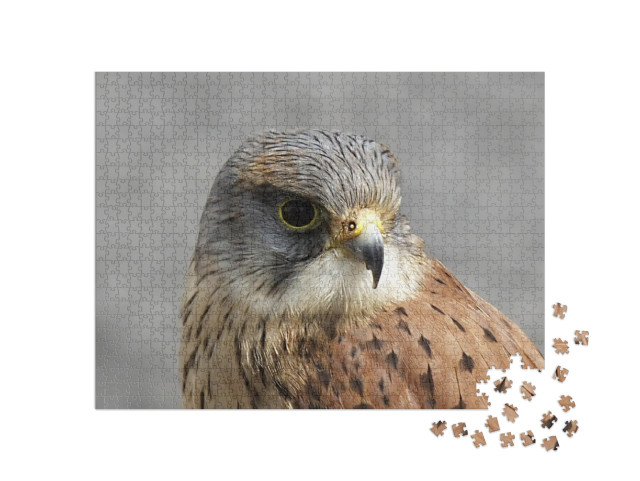 Kestrel Falcon At Game Fair Co Antrim Northern Ireland... Jigsaw Puzzle with 1000 pieces