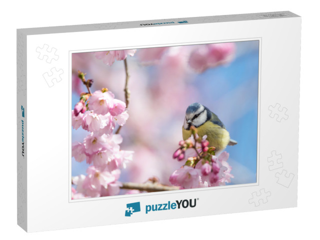 A Blue Tit Sits on a Beautiful Branch with Cherry Blossom... Jigsaw Puzzle