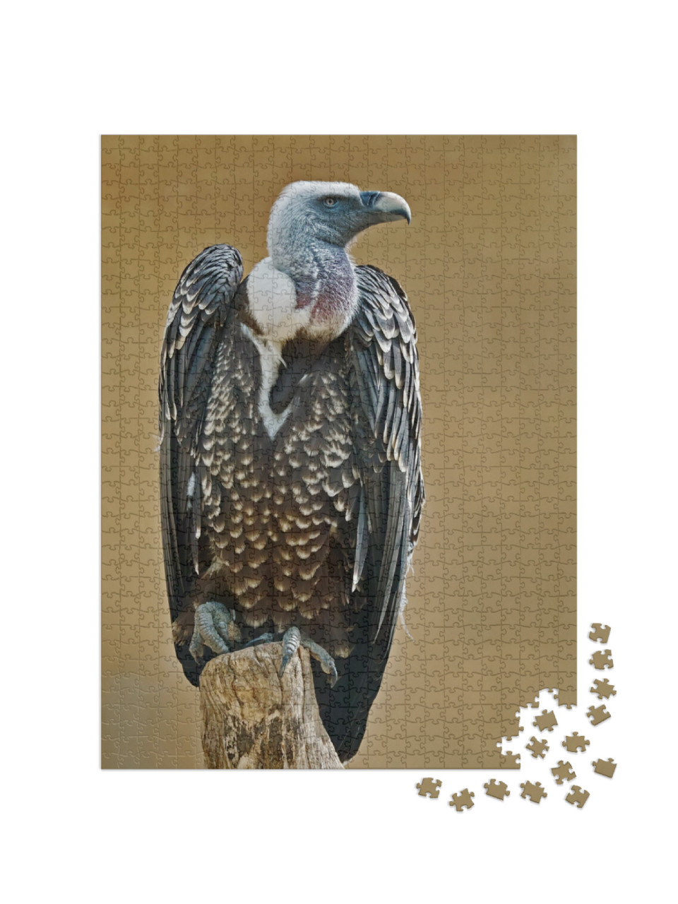 Specimen of Rueppells Griffon Vulture, Gyps Rueppelli... Jigsaw Puzzle with 1000 pieces