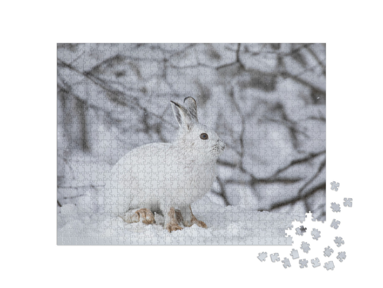 White Snowshoe Hare or Varying Hare Closeup in Winter in... Jigsaw Puzzle with 1000 pieces