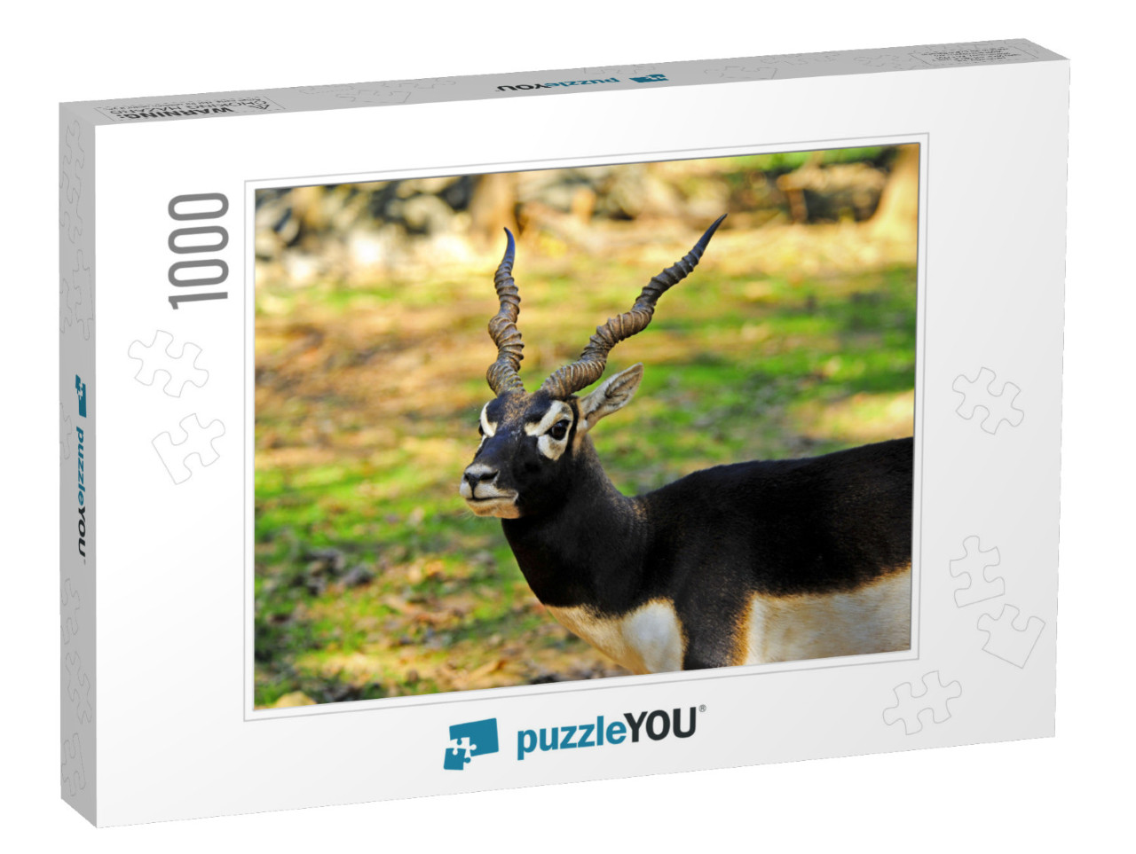 A Male Blackbuck with Twisted Horns... Jigsaw Puzzle with 1000 pieces