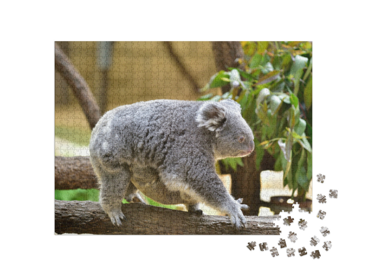 It is a Parent & Child of Koala... Jigsaw Puzzle with 1000 pieces