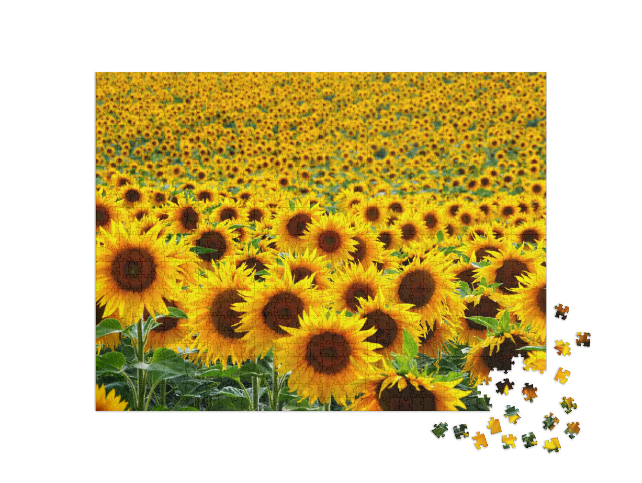 Sunflower Field... Jigsaw Puzzle with 1000 pieces