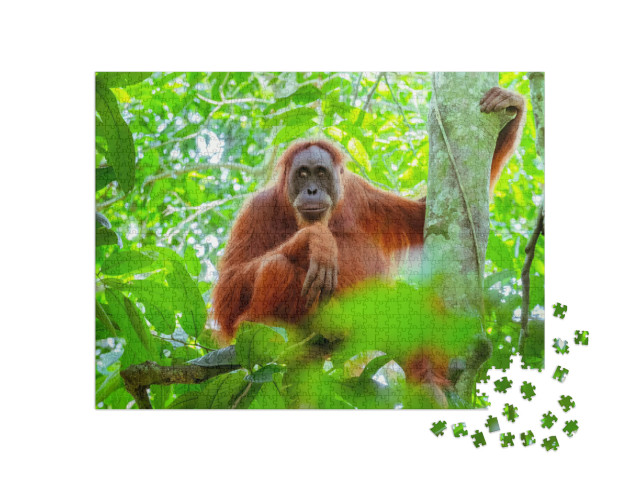 Female Orangutan Sitting At Tree Trunk & Looks Around Aga... Jigsaw Puzzle with 1000 pieces