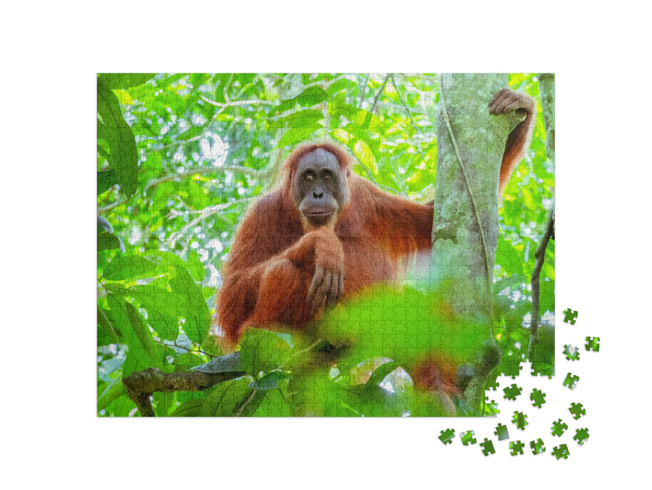 Female Orangutan Sitting At Tree Trunk & Looks Around Aga... Jigsaw Puzzle with 1000 pieces