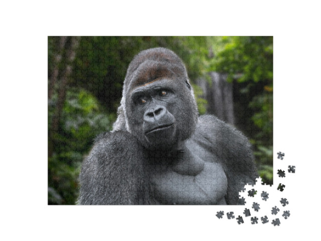 Gorilla Looks over Shoulder Jigsaw Puzzle with 1000 pieces