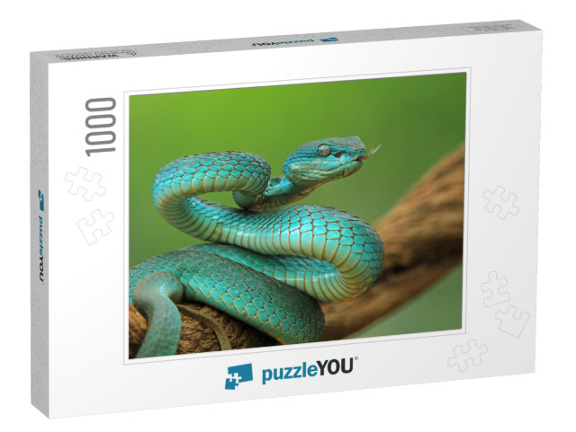 Blue Viper Snake on Branch, Viper Snake Ready to Attack... Jigsaw Puzzle with 1000 pieces