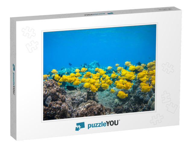 Yellow Tangsa Group of Yellow Tangs Fish Swimming in the... Jigsaw Puzzle