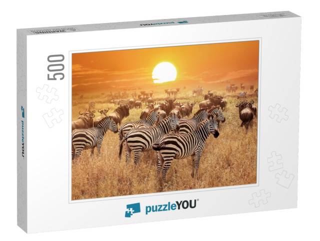 Zebra At Sunset in the Serengeti National Park. Africa. T... Jigsaw Puzzle with 500 pieces