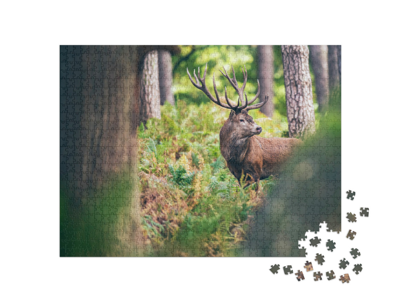 Red Deer Stag Between Ferns in Autumn Forest... Jigsaw Puzzle with 1000 pieces