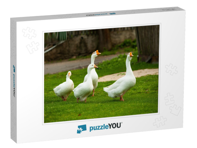 Flock of White Domestic Geese on the Pasture. Big White G... Jigsaw Puzzle