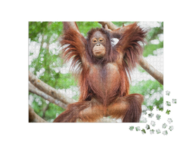 Orangutan Cute... Jigsaw Puzzle with 1000 pieces