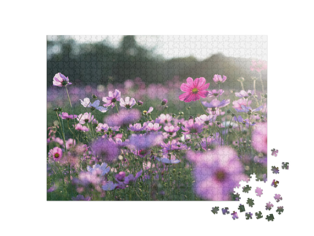 Field of Cosmos Flower... Jigsaw Puzzle with 1000 pieces