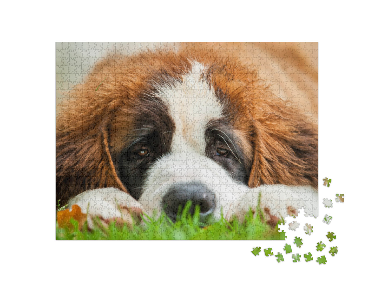 Portrait of Saint Bernard Puppy Lying on the Grass... Jigsaw Puzzle with 1000 pieces