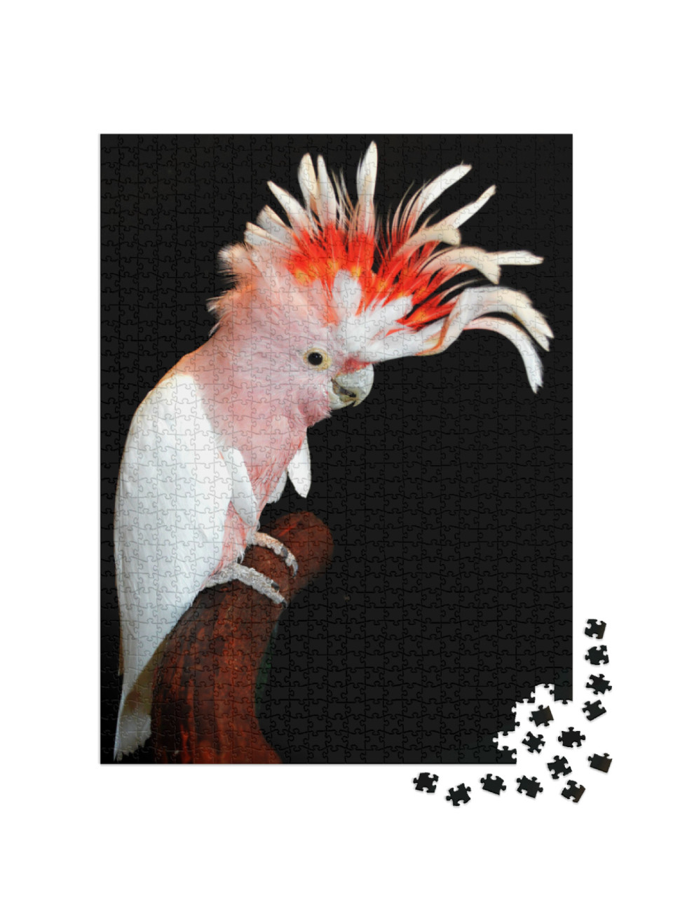 Pink Cockatoo Native to Australia... Jigsaw Puzzle with 1000 pieces