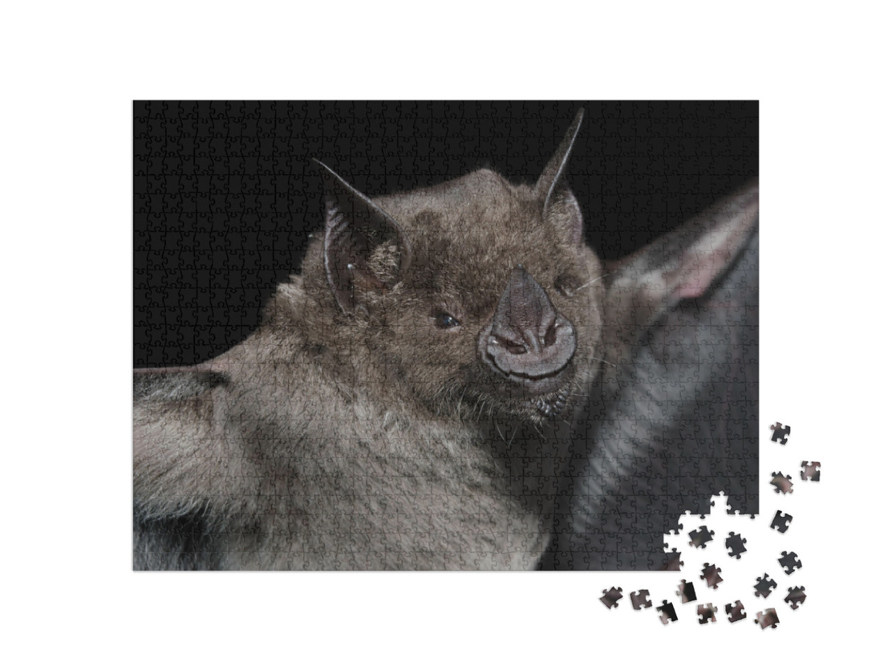 A Brazilian Bat, the Greater Spear-Nosed Bat Phyllostomus... Jigsaw Puzzle with 1000 pieces