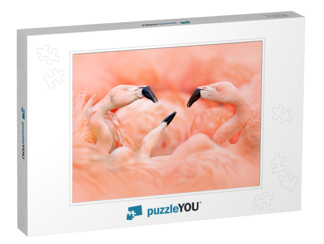 Fight of American Flamingos, Phoenicopterus Rubernice, Pi... Jigsaw Puzzle