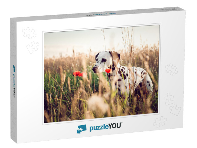 Cute Dalmatian Dog in a Cornfield... Jigsaw Puzzle