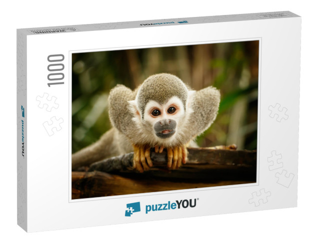 Look At Squirrel Monkey in Ecuadorian Jungle in Amazon... Jigsaw Puzzle with 1000 pieces