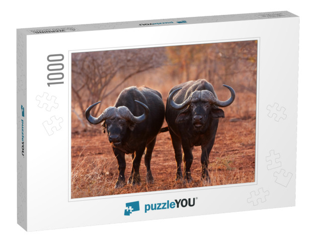 African Buffalo, Cape Buffalo, Syncerus Caffer, Kruger Na... Jigsaw Puzzle with 1000 pieces