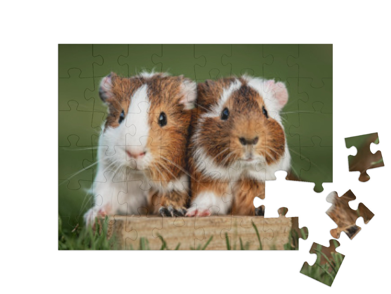 Two Lovely Guinea Pigs on the Lawn in Summer... Jigsaw Puzzle with 48 pieces