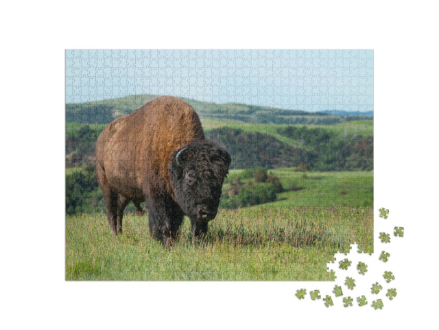 Young Bull Buffalo in Theodore Roosevelt National Park... Jigsaw Puzzle with 1000 pieces