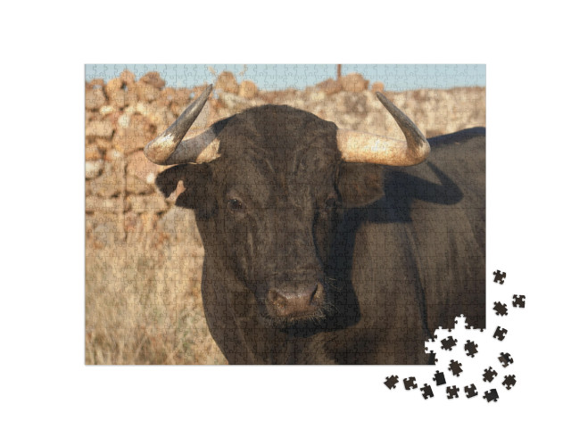 Specimen of Spanish Fighting Bull Breed, Closeup Head. Fi... Jigsaw Puzzle with 1000 pieces