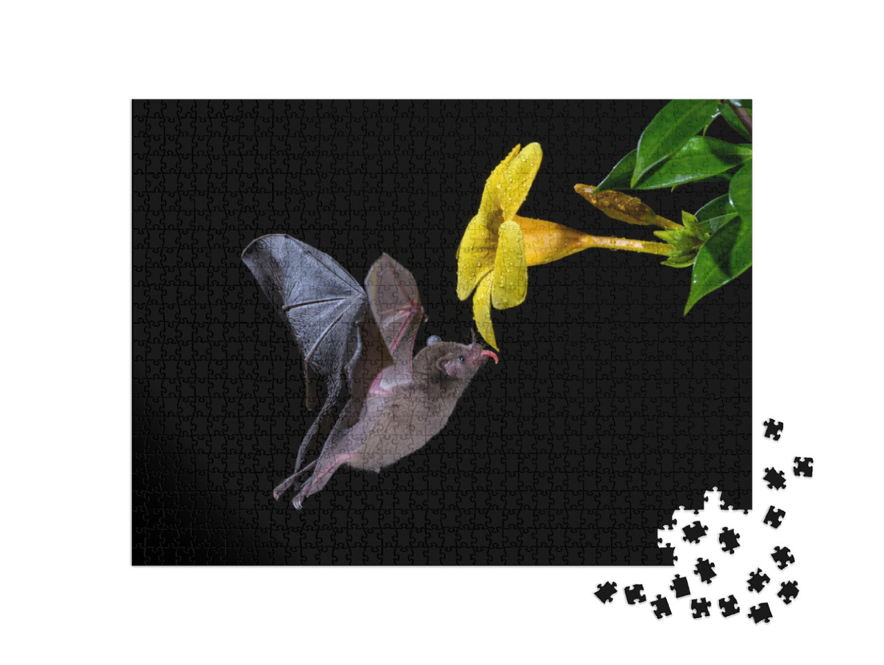 Pallass Long-Tongued Bat - Glossophaga Soricina, New Worl... Jigsaw Puzzle with 1000 pieces