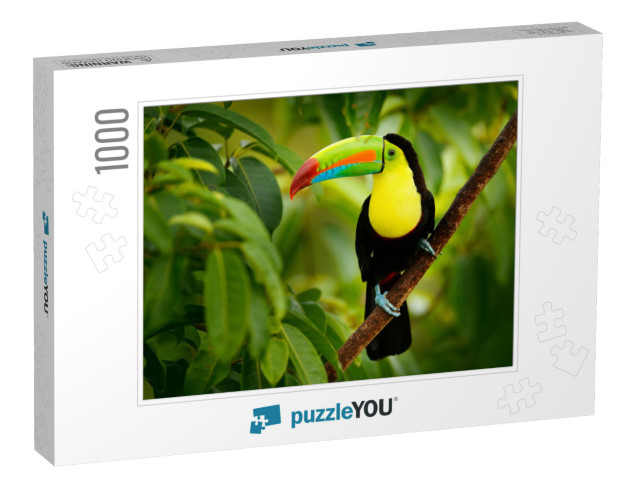 Keel-Billed Toucan, Ramphastos Sulfuratus, Bird with Big... Jigsaw Puzzle with 1000 pieces